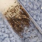 Plagiolepis sp 1q 100-200w | mieren ants mierenkolonie, Dieren en Toebehoren, Mieren