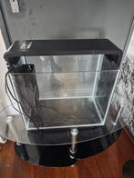 Aquariumvissen, Dieren en Toebehoren, Ophalen of Verzenden, Zo goed als nieuw