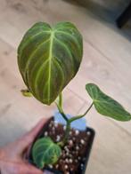 Philodendron Splendid, Ophalen, Overige soorten, Minder dan 100 cm