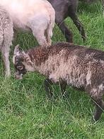 Ouessant ram 3 kleuren gespikkeld (uniek!), Mannelijk, Schaap, 0 tot 2 jaar