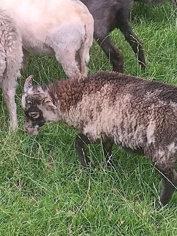 Ouessant ram 3 kleuren gespikkeld (uniek!) beschikbaar voor biedingen