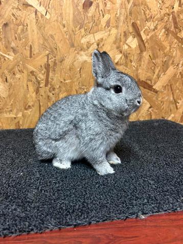 Kleurdwerg Chinchilla Man Jong (dwergkonijn) beschikbaar voor biedingen