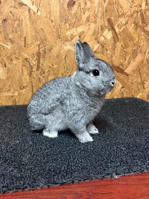 Kleurdwerg Chinchilla Man Jong (dwergkonijn), Dieren en Toebehoren, Konijnen, Dwerg, Mannelijk, 0 tot 2 jaar