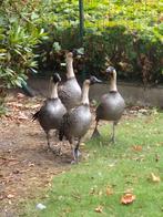 Hawai ganzen, Dieren en Toebehoren, Meerdere dieren, Gans of Zwaan