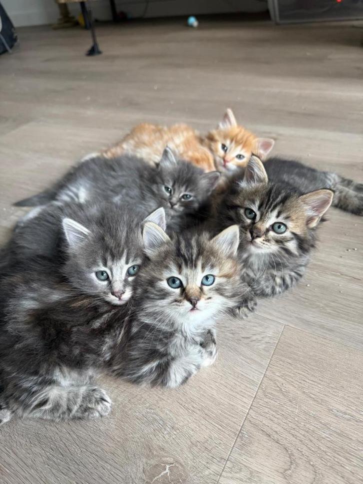 Kittens Ragdoll x Siberische Boskat, Dieren en Toebehoren, Katten en Kittens | Raskatten | Langhaar, Meerdere dieren, 0 tot 2 jaar