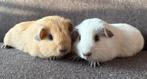 2 leuke gladhaar California choco cavia broertjes, Cavia, Mannelijk, Tam, Oktober
