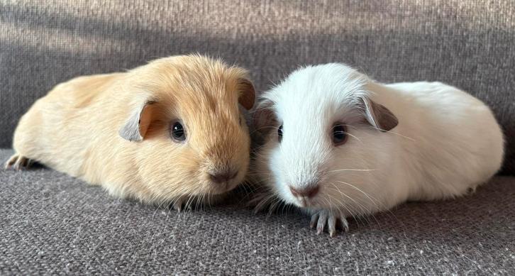 2 leuke gladhaar California choco cavia broertjes, Dieren en Toebehoren, Knaagdieren, Mannelijk, Cavia, Oktober, Tam