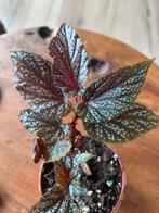 Begonia polka dot “pink”, Ophalen, Overige soorten, Minder dan 100 cm