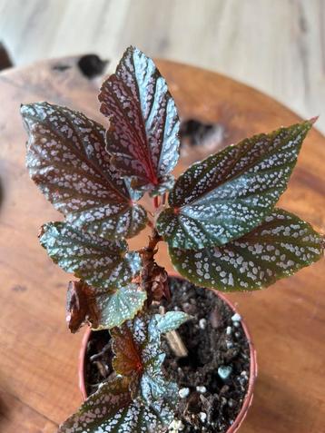 Begonia polka dot “pink” beschikbaar voor biedingen
