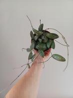 Volle Hoya Sigillatis Round Leaf!, Huis en Inrichting, Ophalen of Verzenden, Halfschaduw, Minder dan 100 cm