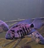 Vieja Oscura Heterospila Cichliden, Vis
