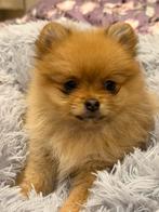Mini Pomeranian Puppy, Dieren en Toebehoren, Particulier, 8 tot 15 weken, Buitenland, Teef