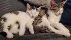 Kittens nog  nog 1 Super aanbieding, Dieren en Toebehoren, Katten en Kittens | Overige Katten, Meerdere dieren, Kortharig, 0 tot 2 jaar