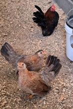 Serama's, Dieren en Toebehoren, Meerdere dieren, Kip
