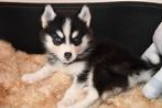 Husky pups, Dieren en Toebehoren, Overige rassen, 8 tot 15 weken, Meerdere, Meerdere dieren