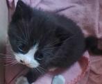 Britse korthaar X mag het nestje verlaten, Kater, Ontwormd, 0 tot 2 jaar