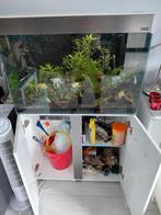 Aquarium 130l inclusief alles of los, Dieren en Toebehoren, Ophalen of Verzenden, Zo goed als nieuw, Gevuld zoetwateraquarium
