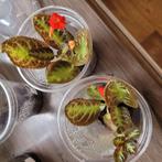 Episcia 'rood' in plastic beker, Ophalen of Verzenden, Halfschaduw, Minder dan 100 cm