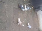 Takla duiven te koop, Dieren en Toebehoren, Vogels | Duiven, Meerdere dieren, Tuimelaar of Roller