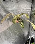 Philodendron Giganteum Variegated, Huis en Inrichting, Ophalen of Verzenden, Halfschaduw, Minder dan 100 cm