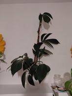 Philodendron Dragon Tail, Ophalen of Verzenden, Halfschaduw, Minder dan 100 cm