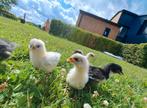 Jersey giant kuikens te reserveren alle kleuren!!!, Dieren en Toebehoren, Pluimvee, Meerdere dieren, Kip