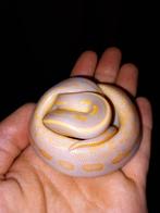 2.0 banana cinnamon yellowbelly blade, Dieren en Toebehoren, Reptielen en Amfibieën, Slang, Tam, 0 tot 2 jaar