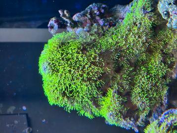 Gifgroene sterpoliep op grote steen 25x25 cm beschikbaar voor biedingen