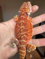 Baardagaam jonkie red-orange man, Hagedis, 0 tot 2 jaar