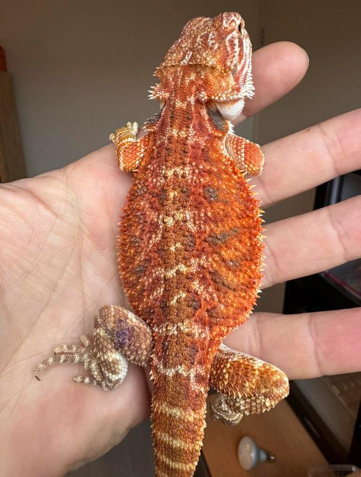 Baardagaam jonkie red-orange man