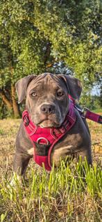 American Pocket Bully, Dieren en Toebehoren, Honden | Bulldogs, Pinschers en Molossers, Fokker | Hobbymatig, Rabiës (hondsdolheid)