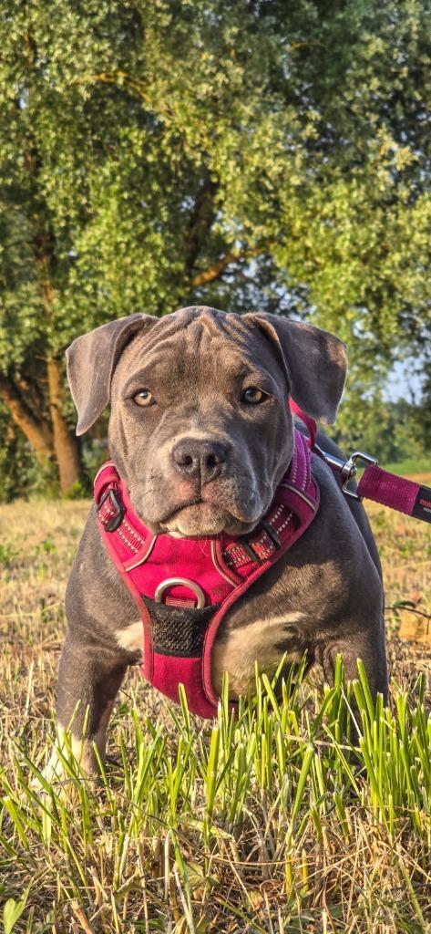 American Pocket Bully, Dieren en Toebehoren, Honden | Bulldogs, Pinschers en Molossers, Meerdere dieren, Overige rassen, Fokker | Hobbymatig