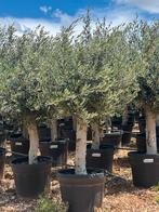 Olijfboom 45liter pot dikke stam  ,,PROMO”, 100 tot 250 cm, Olijfboom, Zomer, Ophalen