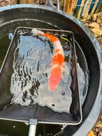 Kohaku en Orenji koi te koop, Dieren en Toebehoren, Vissen | Vijvervissen, Karper of Koi