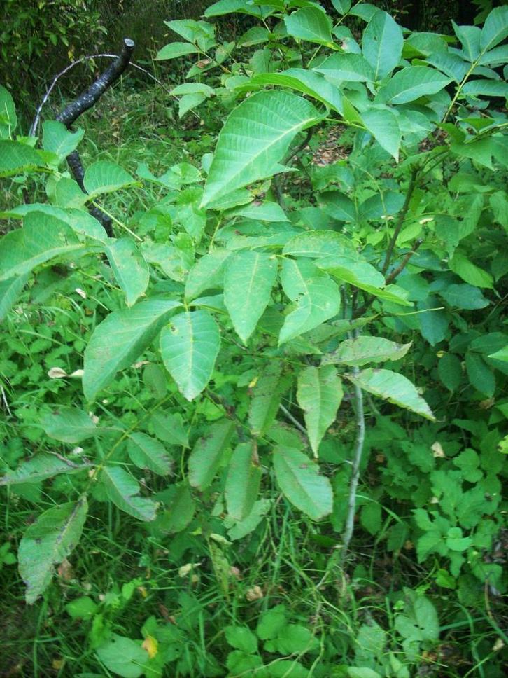walnoot hazelaar boompjes kastanje hazelnoten voedselbos, Tuin en Terras, Planten | Fruitbomen, Overige soorten, Minder dan 100 cm