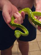 Morelia viridis aru male, Dieren en Toebehoren, Reptielen en Amfibieën, Slang, 0 tot 2 jaar
