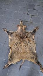 Prachtige opgezette Zwijnenkop met vacht zwijnenhuid., Verzamelen, Dierenverzamelingen, Ophalen of Verzenden, Zo goed als nieuw