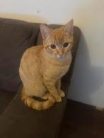 Kittens te koop, 0 tot 2 jaar