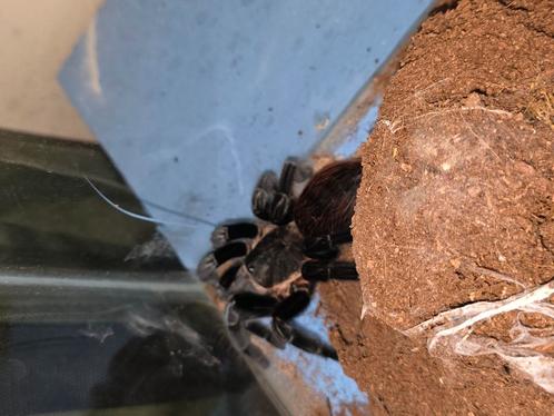 Diverse vogelspinnen te koop, Dieren en Toebehoren, Insecten en Spinnen, Spin of Schorpioen