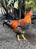 Jonge haan, Dieren en Toebehoren, Mannelijk, Kip