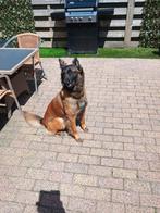 Lieve Mechelse Herder teef, Teef, Eén hond, 3 tot 5 jaar, Nederland