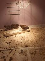 Jpnge kwergkwartels, Dieren en Toebehoren, Pluimvee, Meerdere dieren, Eend