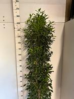 Prunus lusitanica angustifolia. Portugese laurier, Ophalen of Verzenden, Laurier, Minder dan 100 cm