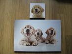 2 schilderijen labrador pups op hout 60x40x2,5 cm + 20x20 cm, Ophalen, Minder dan 50 cm, Gebruikt, Schilderij