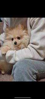 Pomeriaan pup 3 maanden oud, Oktober, Vrouwelijk