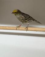 Te koop poppen kleur kanaries,geel,bont,lizard enz, Vrouwelijk, Kleurkanarie