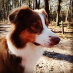 Te verwachten nestje Australian Shepherd pups raszuiver, Dieren en Toebehoren, 8 tot 15 weken, Meerdere, Meerdere dieren, Herder
