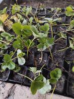 Aardbei plantjes, Tuin en Terras, Ophalen, Zomer, Volle zon