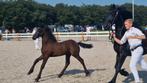 Fries veulen, hengst, Niet van toepassing, Dressuurpaard, 0 tot 2 jaar, Hengst