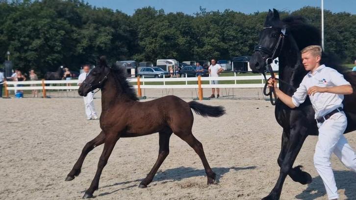 Fries veulen, hengst, Dieren en Toebehoren, Paarden, Hengst, Niet van toepassing, 0 tot 2 jaar, Dressuurpaard, Met stamboom, Gechipt